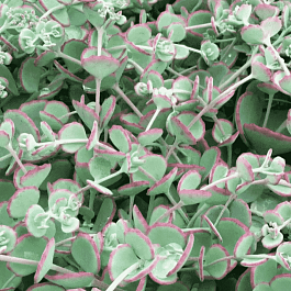 Очиток видный Bright Pink