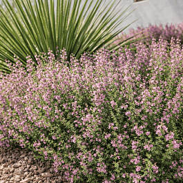 Дубровник кустарничковый