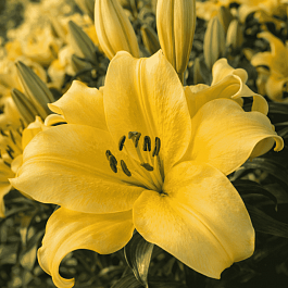 Лилия Belleville