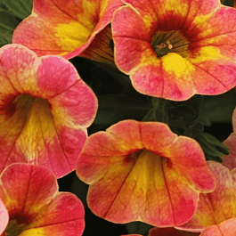 Калибрахоа Chameleon Atomic Orange