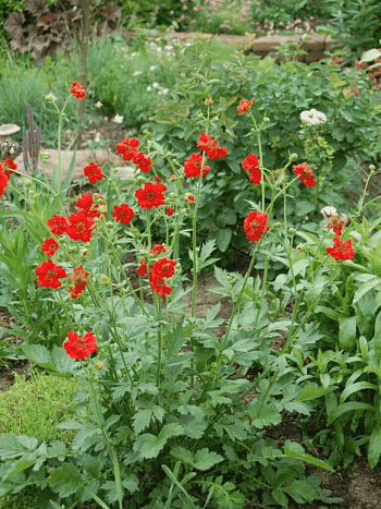 Гравилат чилийский Mrs J.Bradshow