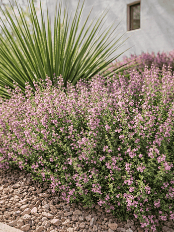 Дубровник кустарничковый