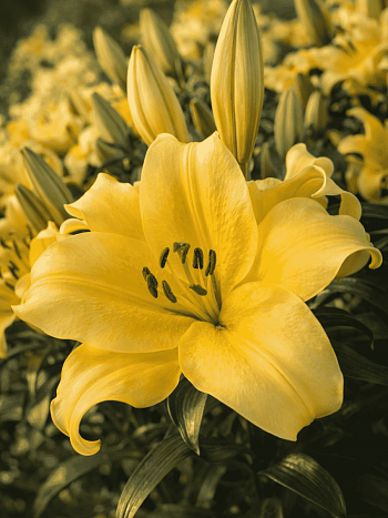 Лилия Belleville