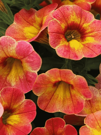 Калибрахоа Chameleon Atomic Orange