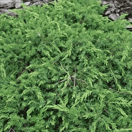 Можжевельник обыкновенный Corielagan