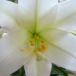 Лилия ОТ-гибрид Элиси