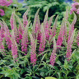 Вероника длиннолистная Роял Пинк