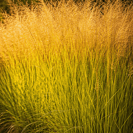 Молиния тростниковая Windsaule