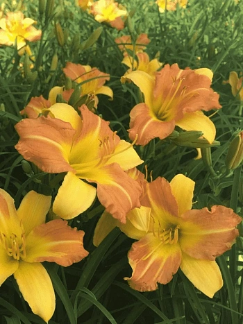 Лилейник EveryDaylily Punch Yellow