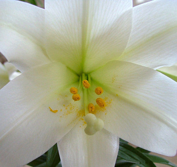 Лилия ОТ-гибрид Элиси