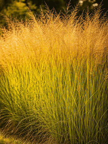 Молиния тростниковая Windsaule