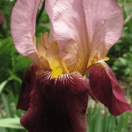 Ирис германский Indian Chief