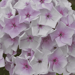 Флокс метельчатый Седая Нева