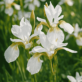Ирис сибирский Snow Prince
