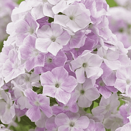 Флокс метельчатый Cool Water