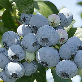 Голубика высокорослая Чентеклир Голубика высокорослая Чентеклир