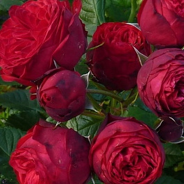 Роза Тантау чайно-гибридная Пиано