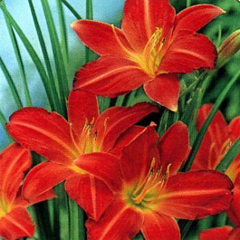 Лилейник гибридный Сэмми Рассел