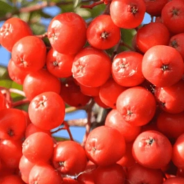 Рябина сладкоплодная Вкусная