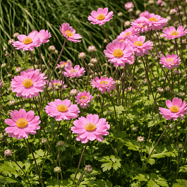 Анемона японская Pamina