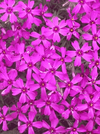 Флокс шиловидный Scarlet flame