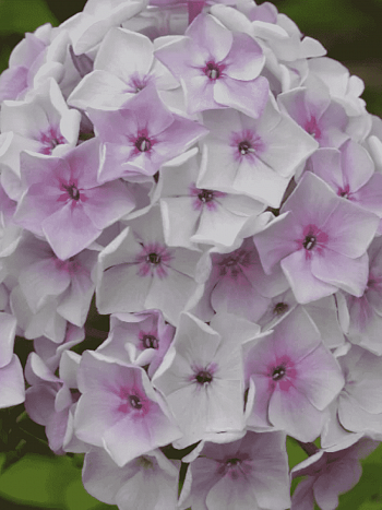 Флокс метельчатый Седая Нева