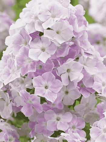 Флокс метельчатый Cool Water