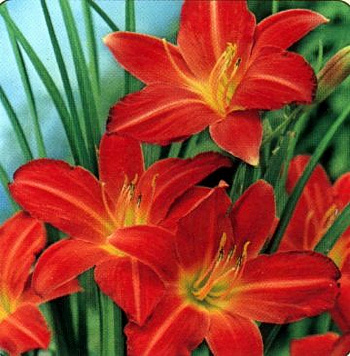 Лилейник гибридный Сэмми Рассел