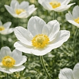 Анемона лесная Snow White