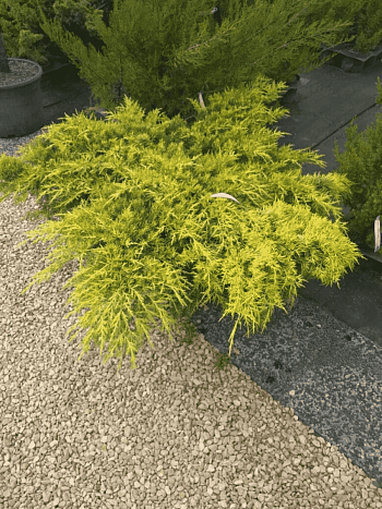 Можжевельник средний Mordigan Gold