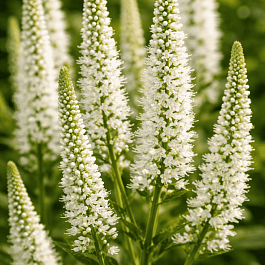 Вероника длиннолистная Schneeriesin