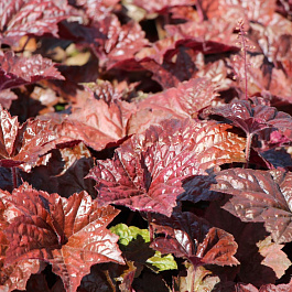 Гейхера кроваво-красная Пэлэс Пёпл