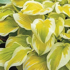 Хоста Spring Morning