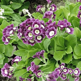 Примула ушковая