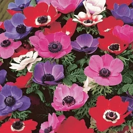 Анемона The Caen Mixed