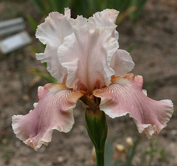 Ирис бородатый Черишед