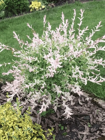 Ива цельнолистная Hakuro Nishiki