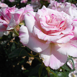 Роза Берлангу Штамб