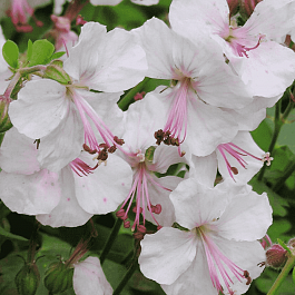 Герань кентабриджийская Biokovo