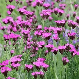 Гвоздика картузианская