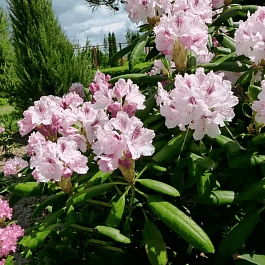 Рододендрон Антон Чехов