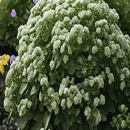 Очиток гибридный  Rock 'N Grow Lemonjade