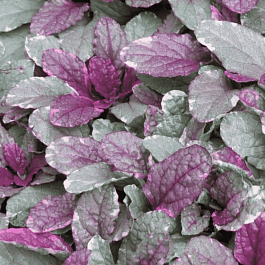 Живучка ползучая Burgundy Glow