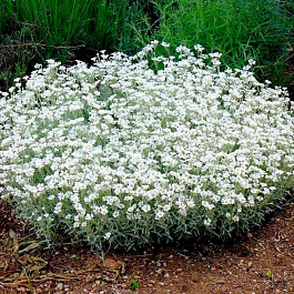 Ясколка войлочная