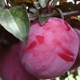 Слива домашняя Орловская Мечта