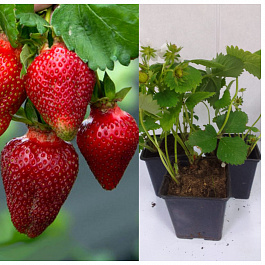 Земляника садовая Роксана НАБОР 3ШТ Земляника садовая Роксана НАБОР 3ШТ