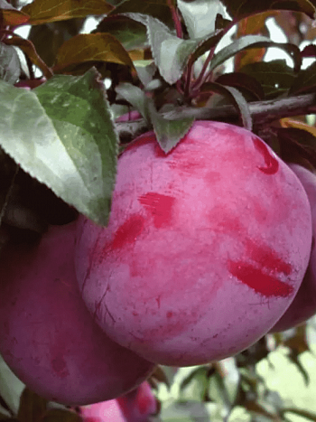 Слива домашняя Орловская Мечта