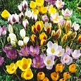 Крокус смесь