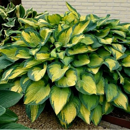 Хоста Зибольда Колор Глори