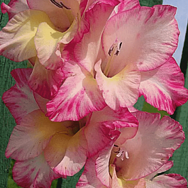 Гладиолус Priscilla